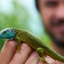 ještěrka zelená (Lacerta viridis)